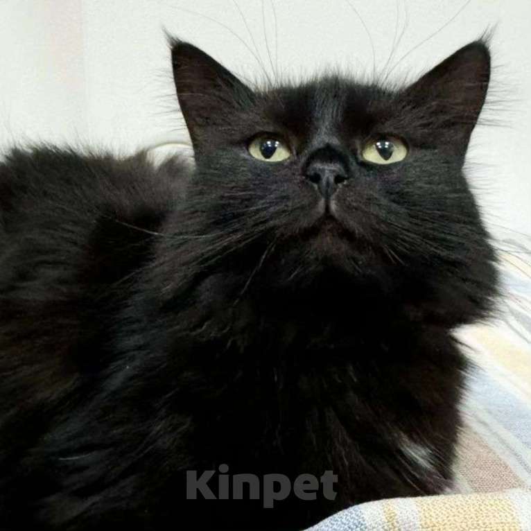 Кошки в Москве: Пушистая черная кошечка ищет дом Девочка, Бесплатно - фото 4