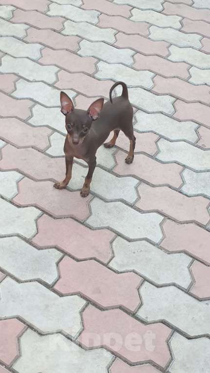 Собаки в Оренбурге: Щенок породы Русский той- Бонни Хан Браун  Мальчик, 50 000 руб. - фото 3