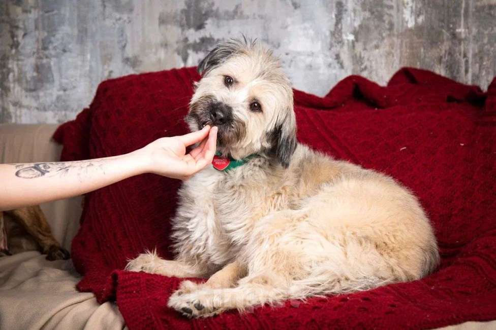 Собаки в Москве: Смешная Халвуша очень ждет семью  Девочка, Бесплатно - фото 4