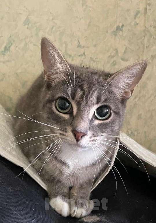 Кошки в Москве: Василиса - гордая леди Девочка, Бесплатно - фото 2