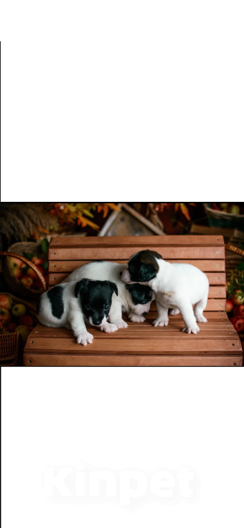 Собаки в Симферополе: Эксклюзивная девочка Джек Рассел терьер  Девочка, 25 000 руб. - фото 1