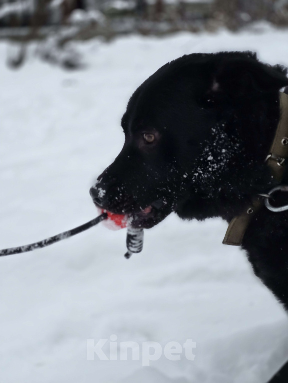 Собаки в Королеве: Обаятельный Чарли, метис лабрадора ищет дом Мальчик, Бесплатно - фото 5