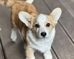 Собаки в Балашихе: Красивая девочка Вельш корги Пемброк Девочка, 50 000 руб. - фото 3