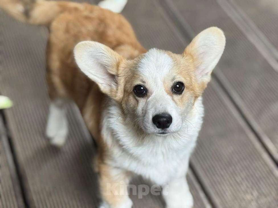 Собаки в Балашихе: Красивая девочка Вельш корги Пемброк Девочка, 50 000 руб. - фото 3