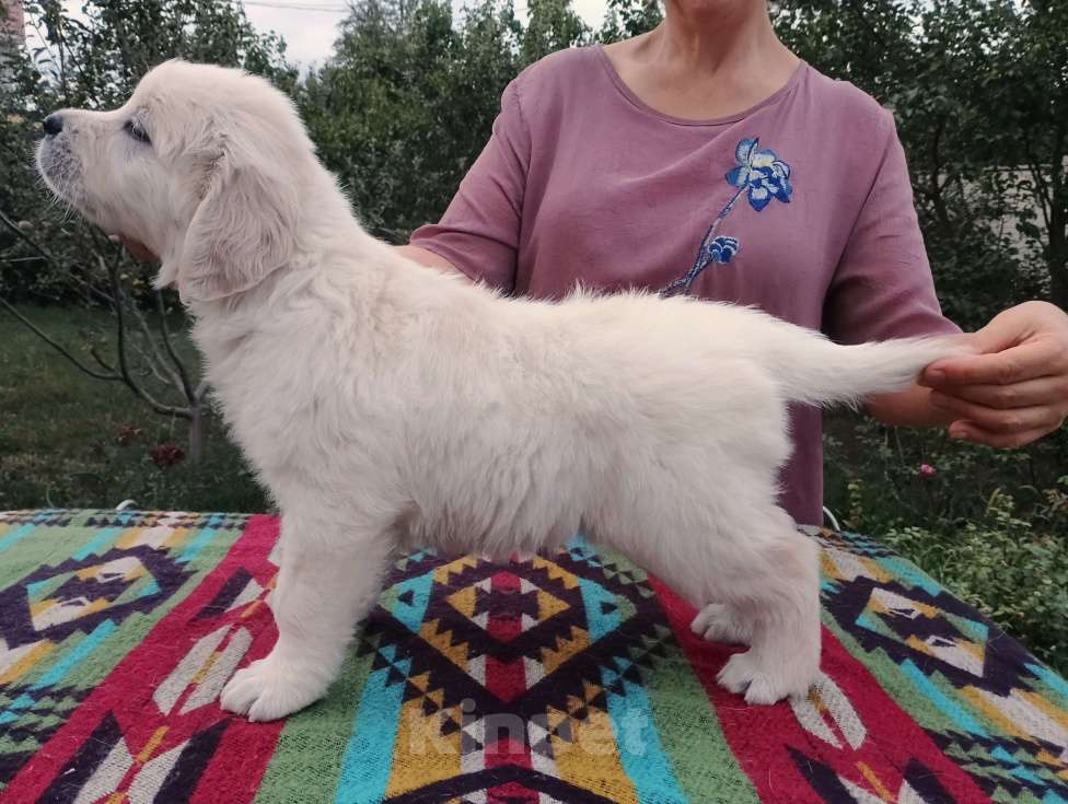 Собаки в Москве: Высокопородные щенки золотистого ретривера  Девочка, Бесплатно - фото 2