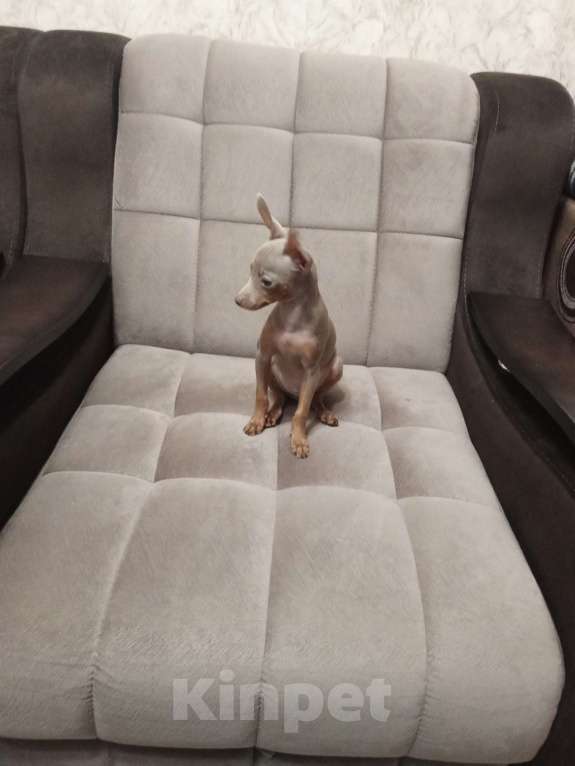 Собаки в Ейске: Лиловый той Мальчик, 25 000 руб. - фото 1