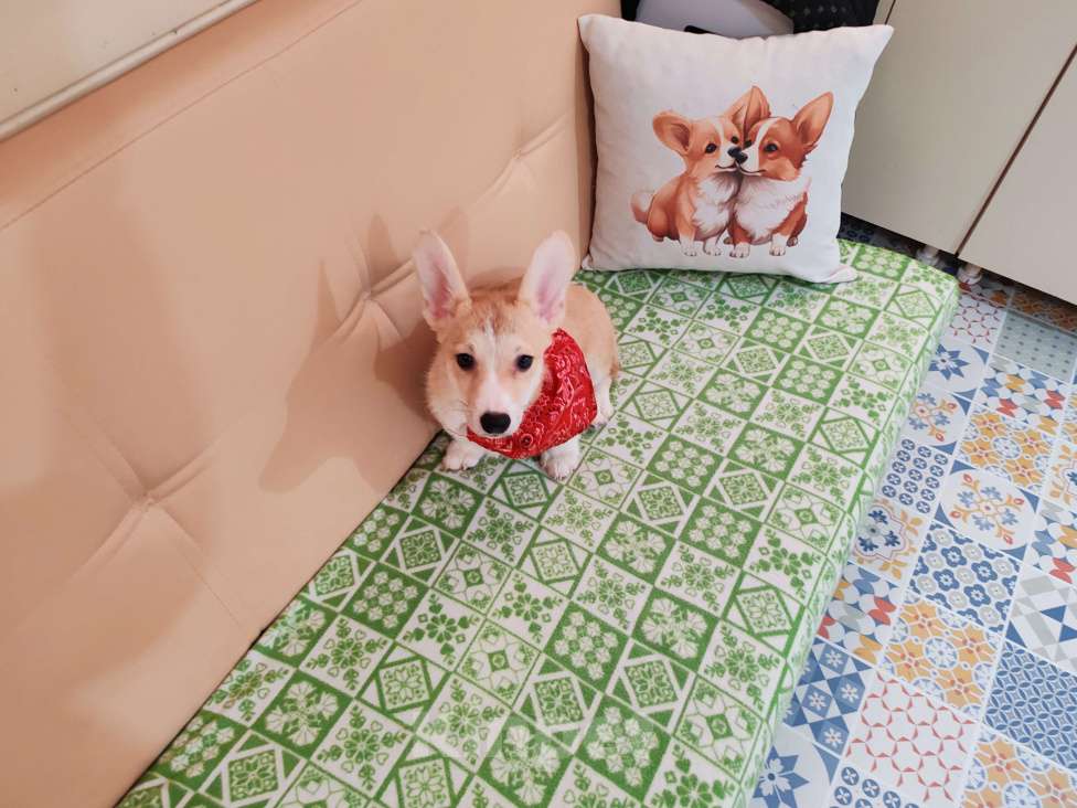 Собаки в Москве: Щенок вельш корги, девочка  Девочка, 40 000 руб. - фото 3