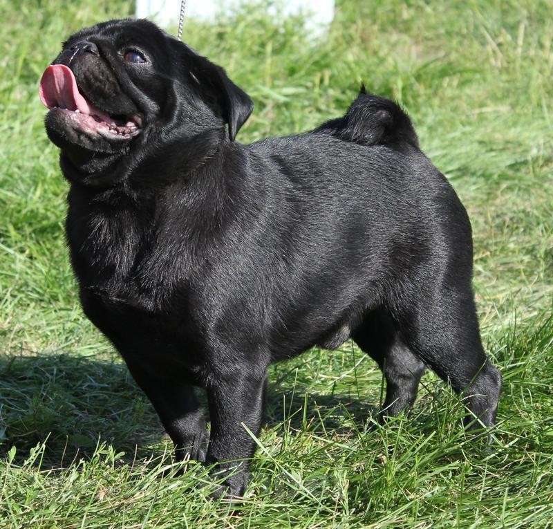 Собаки в Новосибирске: Мопса опытные парни с документами РКФ Мальчик, 40 руб. - фото 4