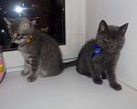 Кошки в Москве: Шотландский короткошерстные прямоухие котята Мальчик, 12 000 руб. - фото 2