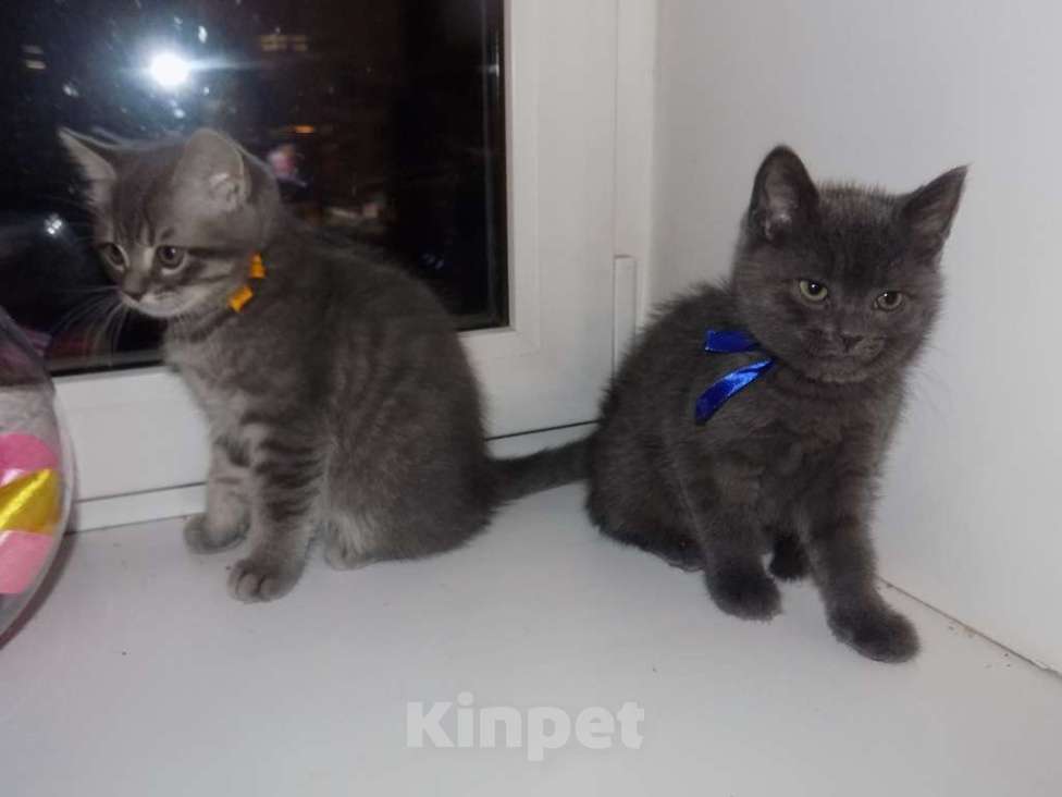 Кошки в Москве: Шотландский короткошерстные прямоухие котята Мальчик, 12 000 руб. - фото 2