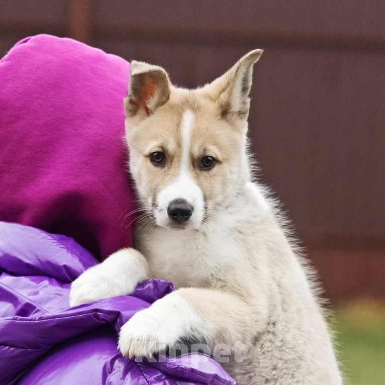 Собаки в Лосином-Петровском: Эдвин якутенок  Мальчик, Бесплатно - фото 2