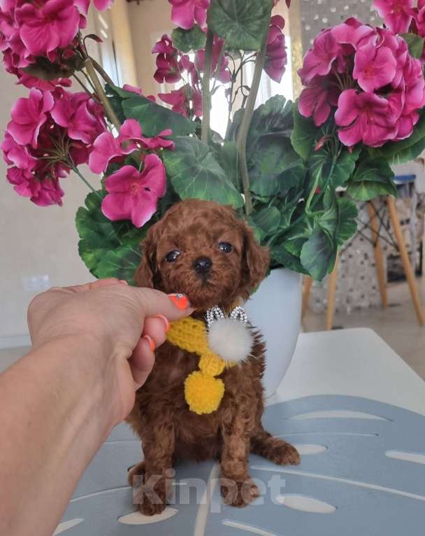 Собаки в Новосибирске: Той Пудель теди тикап Мальчик, 120 000 руб. - фото 3