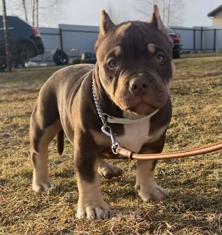 Собаки в Москве: Щенок американский булли Девочка, Бесплатно - фото 3