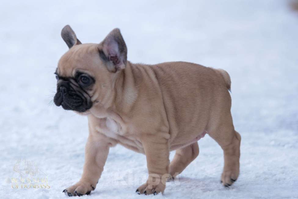 Собаки в Саратове: Французский бульдог девочка Девочка, 90 000 руб. - фото 2