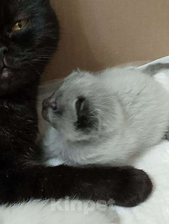 Кошки в Ростове-на-Дону: Шотландские котята Девочка, 15 000 руб. - фото 2