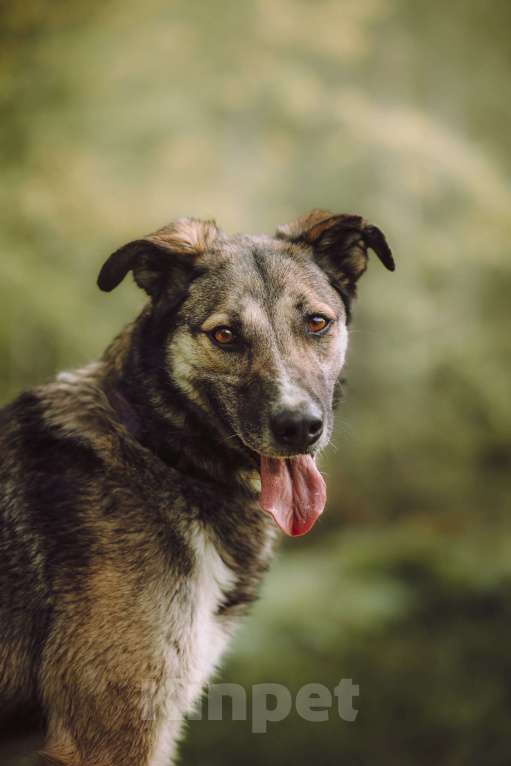 Собаки в Москве: Рокки  Мальчик, Бесплатно - фото 1