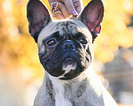 Собаки в Саранске: Вязка французский бульдог, 1 руб. - фото 2