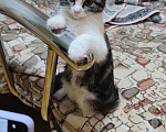 Кошки в Сарове: Вислоухий котенок, 3 500 руб. - фото 1