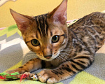 Кошки в Ливны: Бенгальский котик, 20 000 руб. - фото 1
