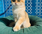 Кошки в Санкт-Петербурге: котик в золотой шубе Мальчик, 50 000 руб. - фото 2