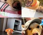 Собаки в Электростали: Помесь лабрадора и гончей  Мальчик, Бесплатно - фото 1