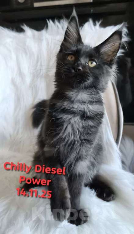 Кошки в Санкт-Петербурге: Chilly Diesel Power черный мейн-кун Девочка, 110 000 руб. - фото 3