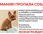 Собаки в других городах Башкортостана: Потерялась девочка  Девочка, 3 000 руб. - фото 1