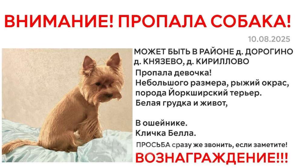 Собаки в других городах Башкортостана: Потерялась девочка  Девочка, 3 000 руб. - фото 1