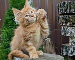 Кошки в Мытищах: Котята Мейн-кун Мальчики Мальчик, 40 000 руб. - фото 8