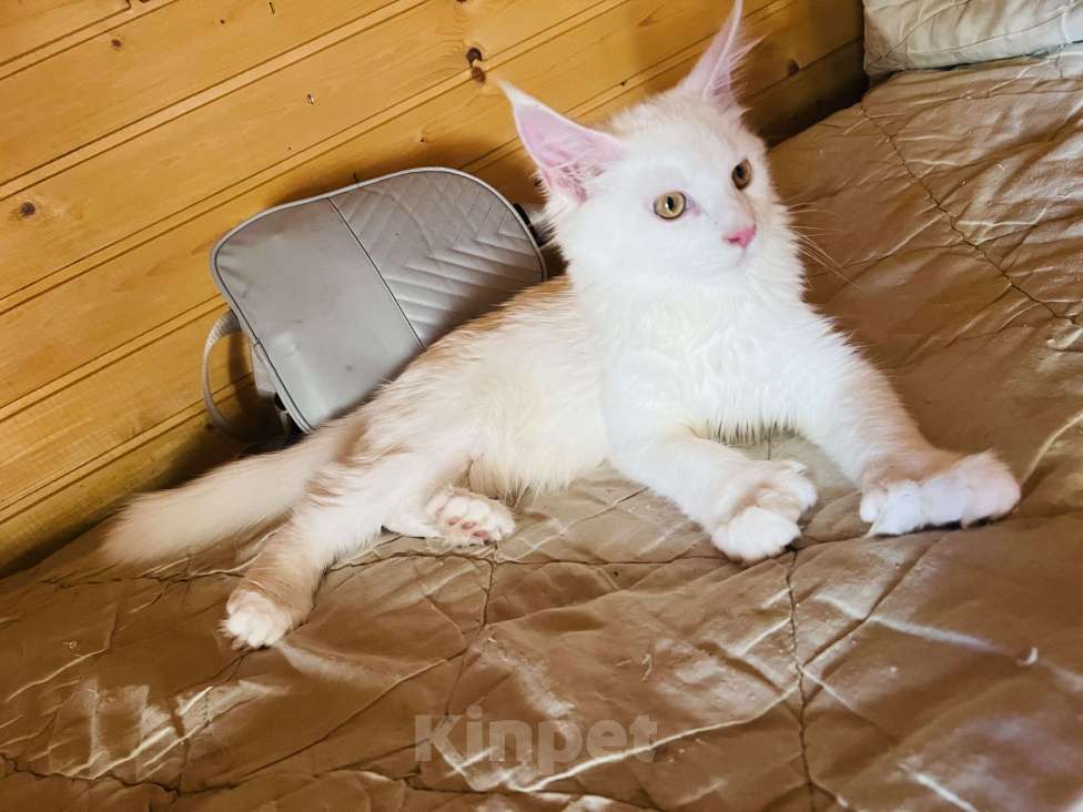 Кошки в Москве: Мейнкун полидакт белая Девочка Девочка, 45 000 руб. - фото 10