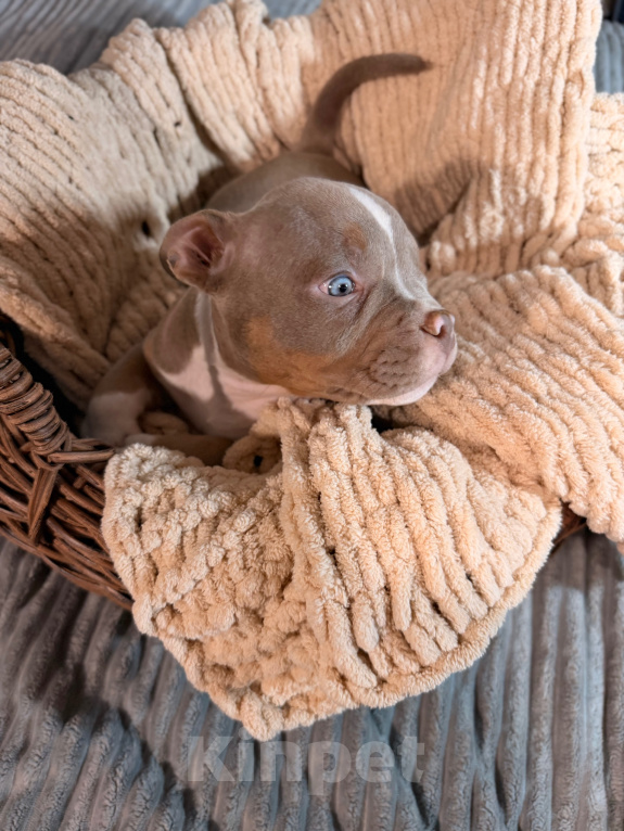 Собаки в Твери: Американский булли щенок Мальчик, 115 000 руб. - фото 1