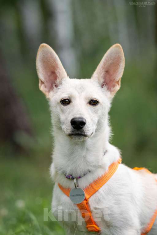 Собаки в Наро-Фоминске: Коротколапик Тео Мальчик, Бесплатно - фото 5