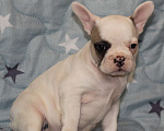 Собаки в Санкт-Петербурге: Белая девочка французский бульдог в палевой шапочке Девочка, 74 000 руб. - фото 7