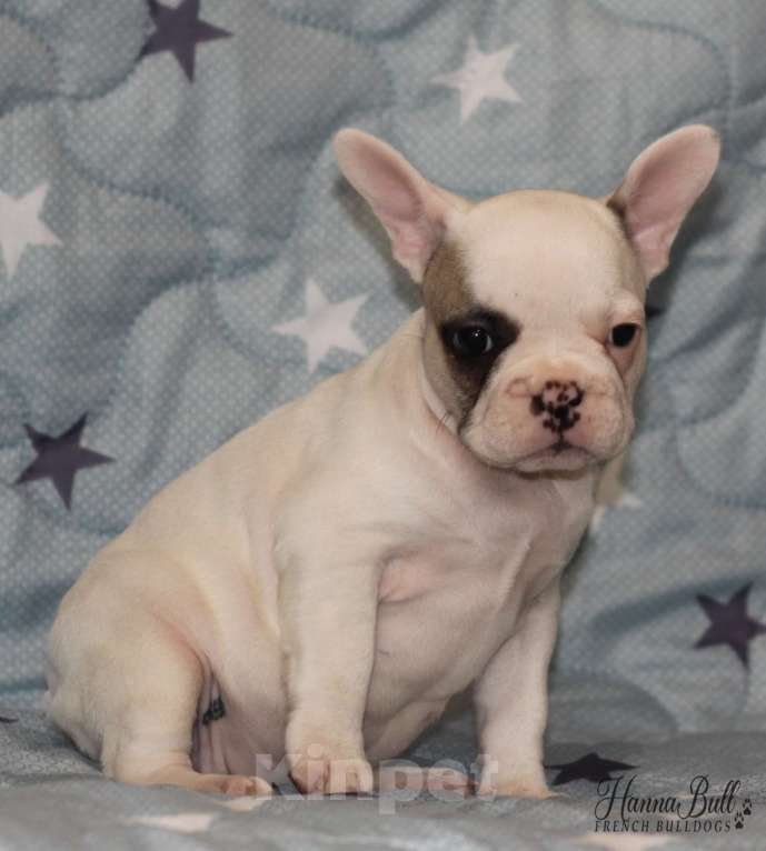 Собаки в Санкт-Петербурге: Белая девочка французский бульдог в палевой шапочке Девочка, 74 000 руб. - фото 7