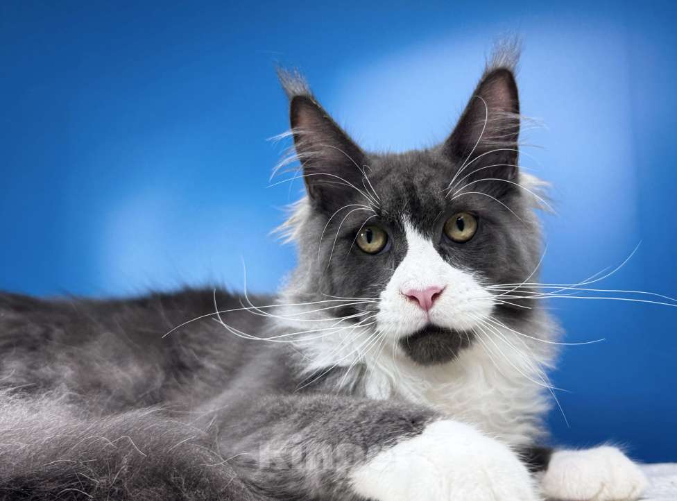 Кошки в Москве: Любвеобильный кот Мейн Кун PABLO Мальчик, 50 000 руб. - фото 2