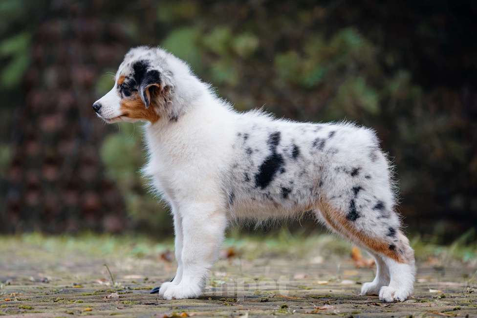 Собаки в Звенигороде: Щенки австралийской овчарки   Мальчик, 90 000 руб. - фото 2