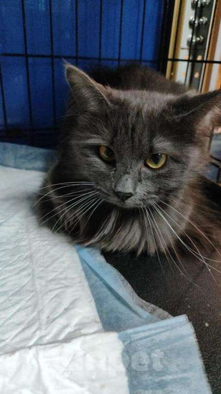 Кошки в Москве: Красавица Мушка ищет дом Девочка, 99 руб. - фото 8