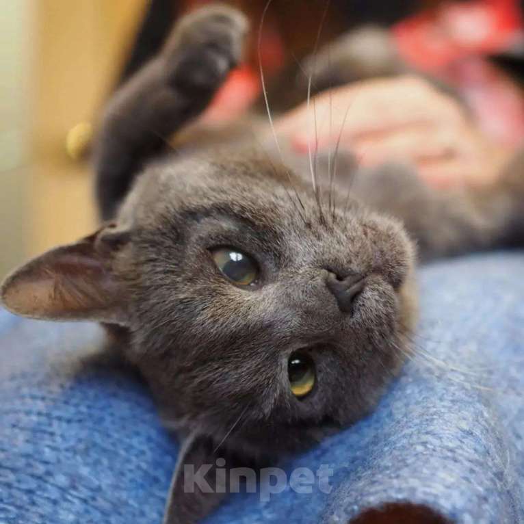 Кошки в Москве: Гоша ищет дом  Мальчик, Бесплатно - фото 1