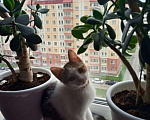 Кошки в Пскове: Отдам кошечку в добрые руки Девочка, Бесплатно - фото 4