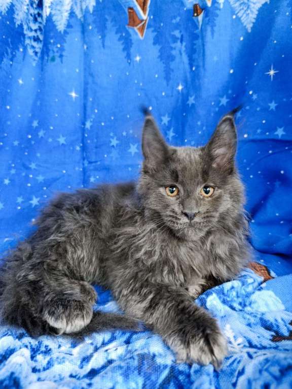 Кошки в Москве: Флиппи Мальчик, 65 000 руб. - фото 1