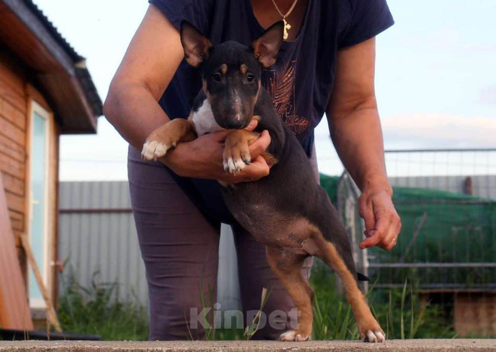 Собаки в Всеволожске: ММ МОККАЧИНА ШОКОЛАДНЫЙ ЛАТТЕ Девочка, Бесплатно - фото 7