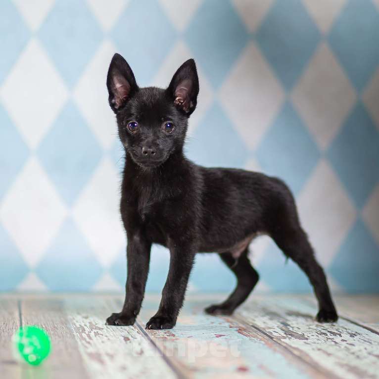 Собаки в Москве: Щенки от шпица и пинчера в добрые руки Девочка, 1 руб. - фото 2