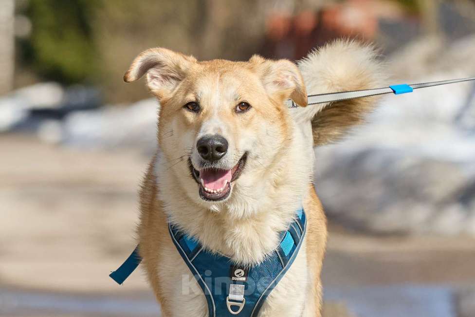 Собаки в Москве: Крупная собака в добрые руки Девочка, Бесплатно - фото 2