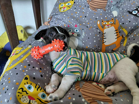 Красивый щенок от мелкой собачки