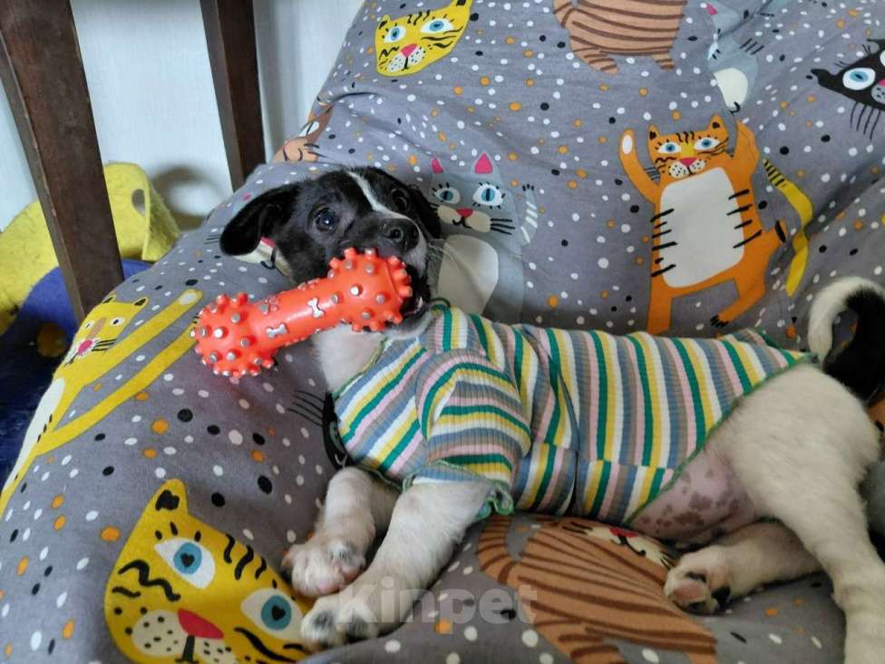 Собаки в Санкт-Петербурге: Красивый щенок от мелкой собачки Мальчик, Бесплатно - фото 1