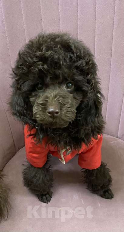 Собаки в Москве: Щенки пуделя Девочка, 80 000 руб. - фото 7