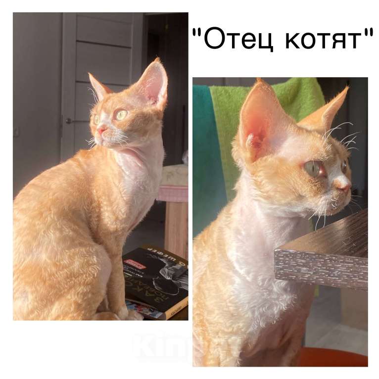 Кошки в Москве: Котята Девон-Рекс Мальчик, 40 000 руб. - фото 4