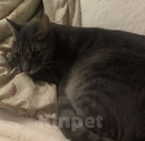 Кошки в Подольске: ПОТЕРЯЛСЯ КОТ!❗️ Мальчик, 1 руб. - фото 3