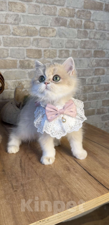 Кошки в Москве: Британские котята золотая шиншилла Девочка, 70 000 руб. - фото 1