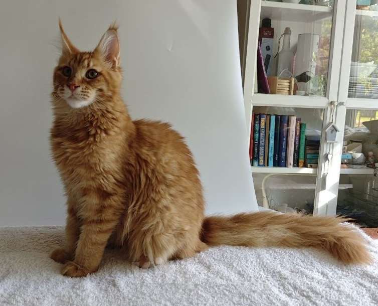 Кошки в Чайковском: Мальчик Мейн кун Каспер 😻 MCO окрас-d23 (красный тигровый) Мальчик, 45 000 руб. - фото 5